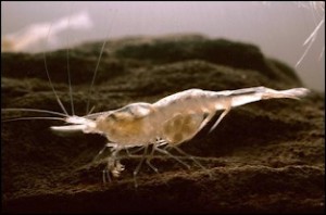 blog 8 ky cave shrimp pubs usgs gov